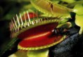 /album/plantas-carnivoras/images-8-jpg/